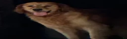 Golden Retriever dogs for sale: Golden Retriever 7 - Ad 5