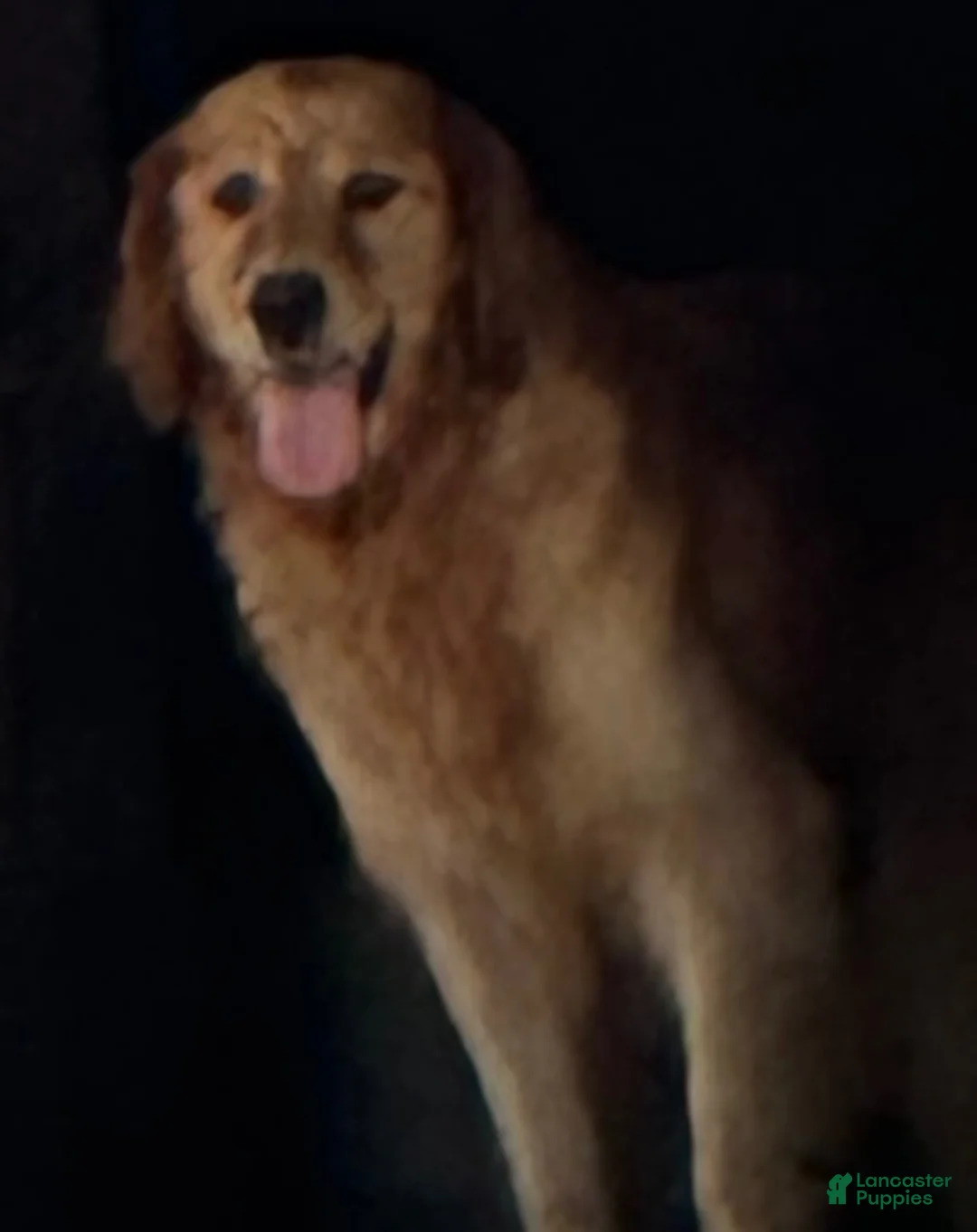 Golden Retriever dogs for sale: Golden Retriever 7 - Ad 5