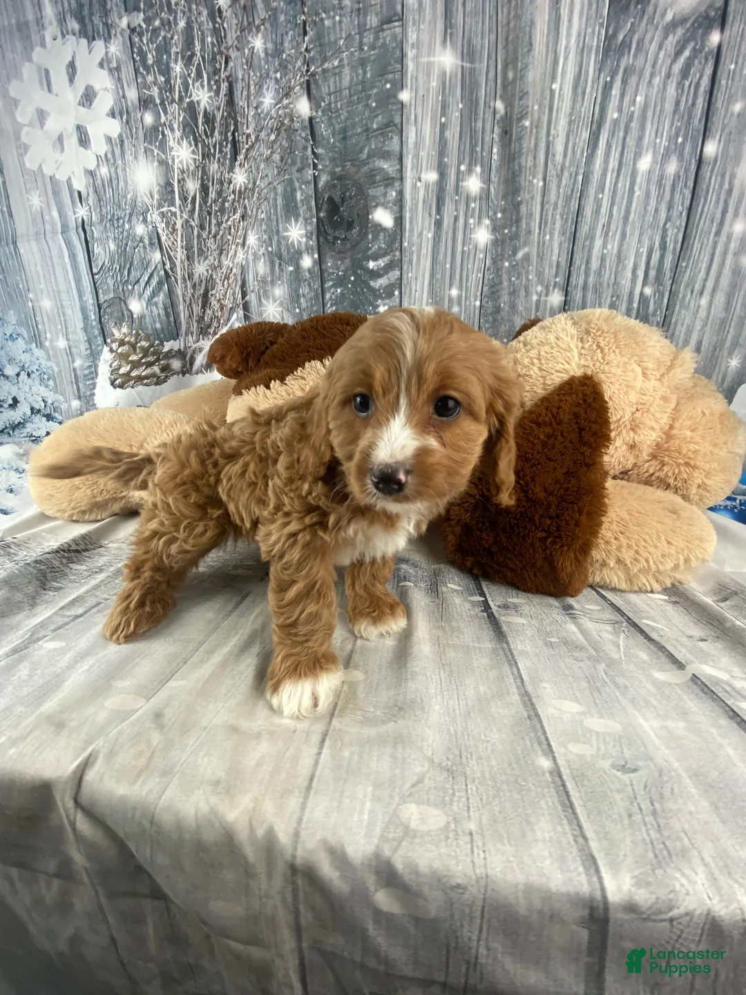Cavapoo dogs for sale: Maple - Ad 6