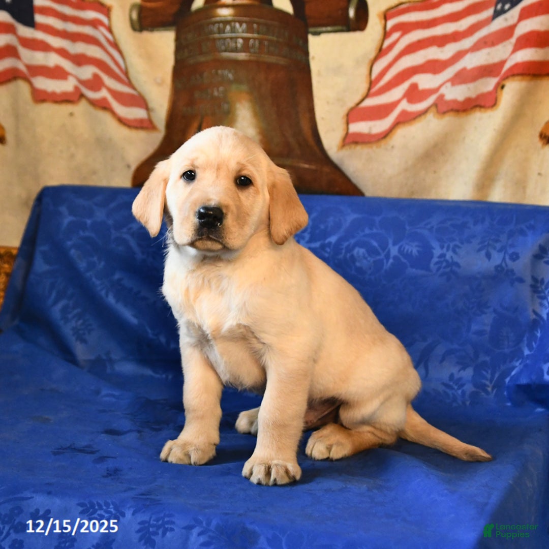Labrador Retriever dogs for sale: Hickory - Ad 4