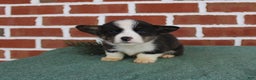 Welsh Corgi Pembroke dogs for sale: Josh - Ad 4