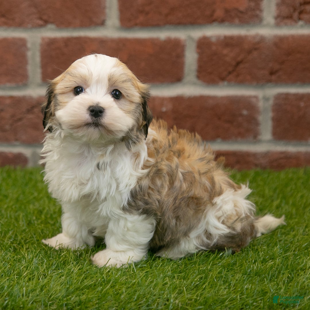 Havapoo dogs for sale: Barney - Ad 5