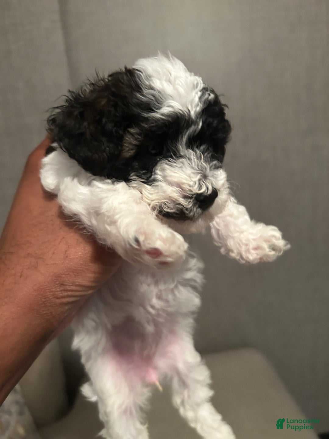 Toy Poodle dogs for sale: Toy Poodle Puppy 1 - Ad 4