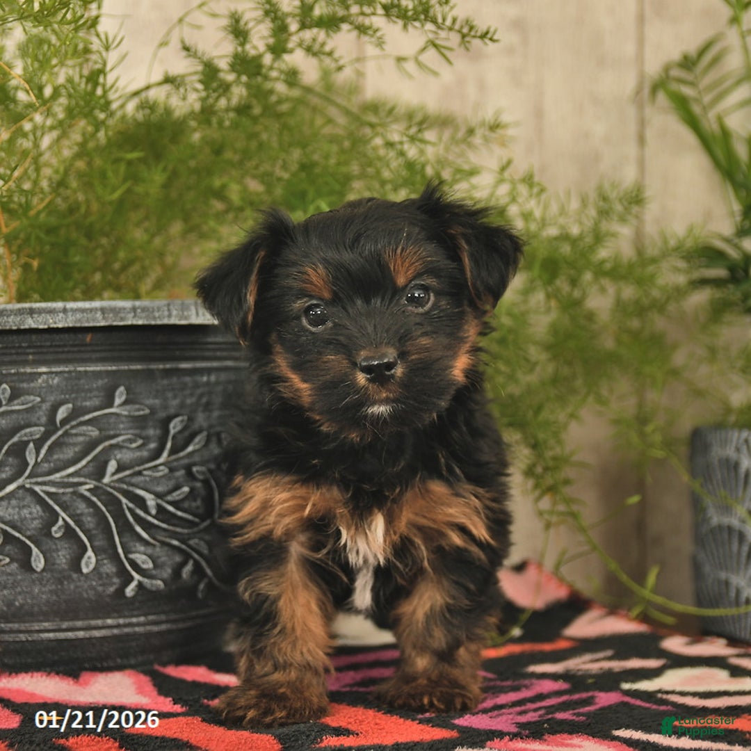 Yorkshire Terrier dogs for sale: Rocket  - Ad 2