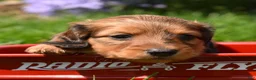 Miniature Dachshund dogs for sale: Copper - Ad 4