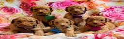 Miniature Poodle dogs for sale: Miniature Poodle Puppy 1 - Ad 4