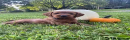 Miniature Labradoodle dogs for sale: Georgia-mini red F1b - Ad 2