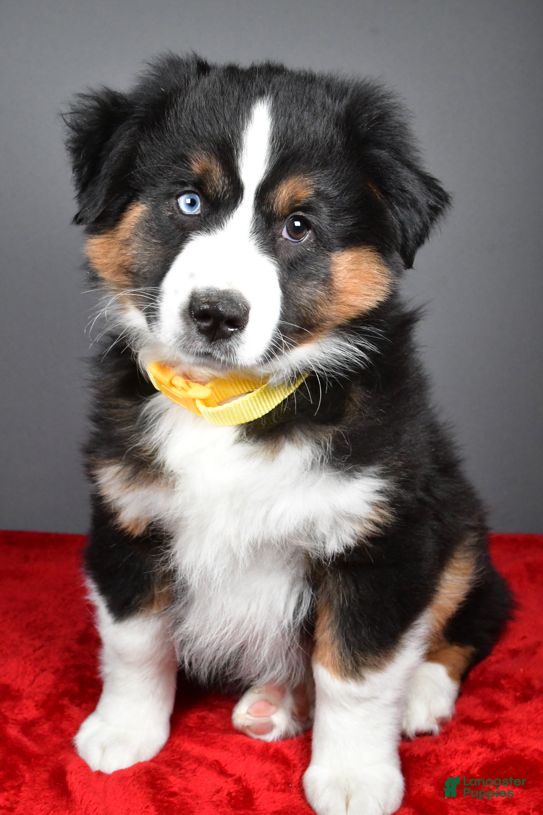 Miniature Australian Shepherd dogs Howard - Ad 2
