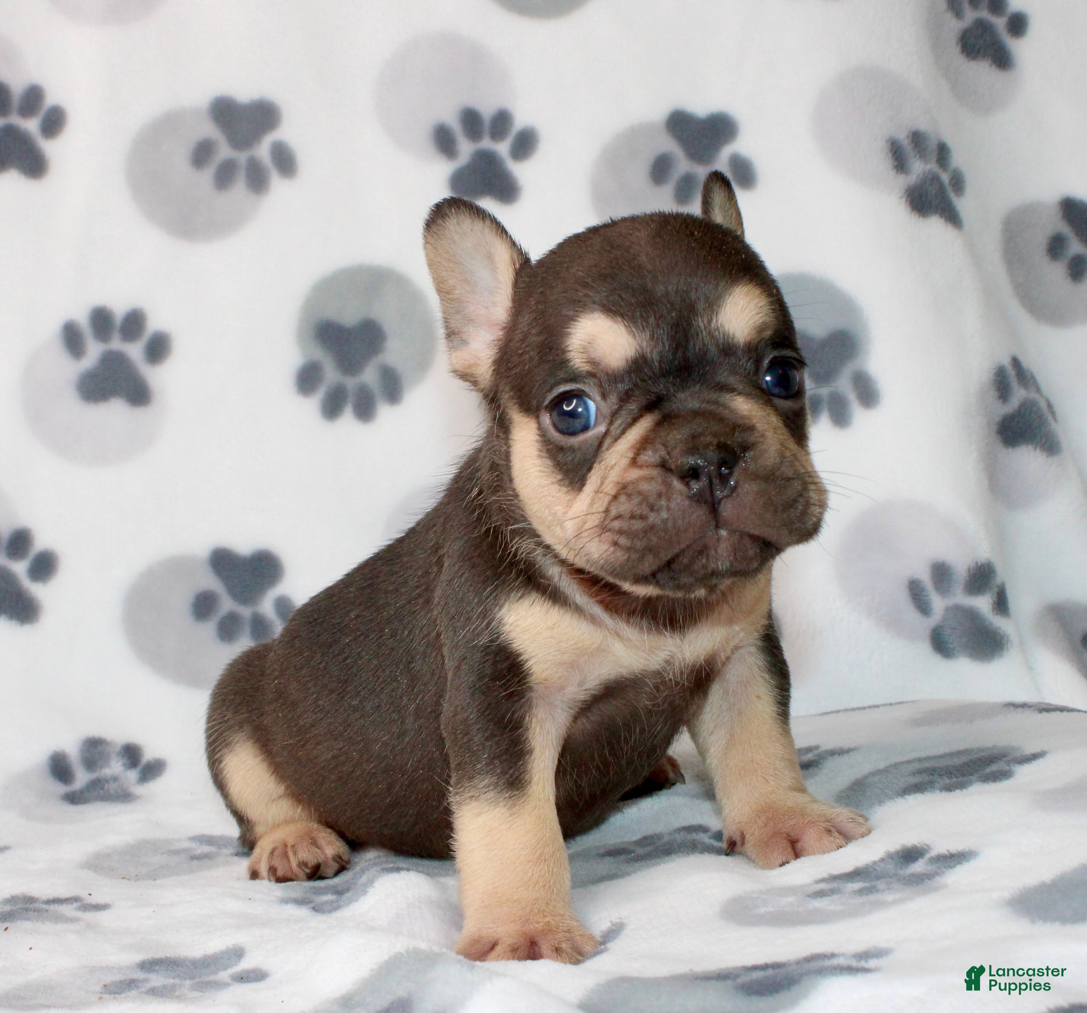 French Bulldog dogs Milo - Ad 41