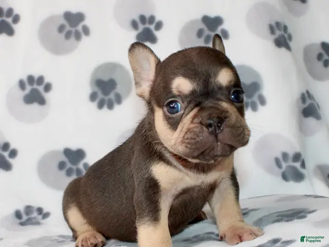 French Bulldog dogs for sale: Milo - Ad 32