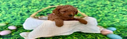 Mini Goldendoodle dogs for sale: Rose Collar  - Ad 6
