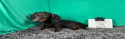 Miniature Dachshund dogs for sale: Miniature Dachshund 2 - Ad 8