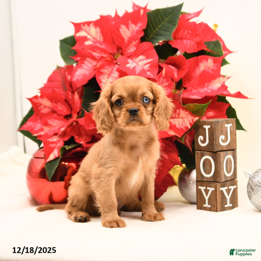 Cavalier King Charles Spaniel dogs Jake - Ad 27