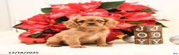 Cavalier King Charles Spaniel dogs for sale: Jake - Ad 1