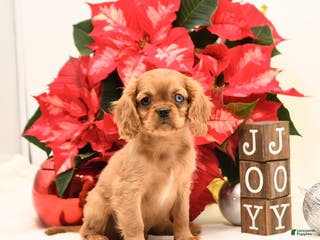 Cavalier King Charles Spaniel dogs Jake - Ad 8