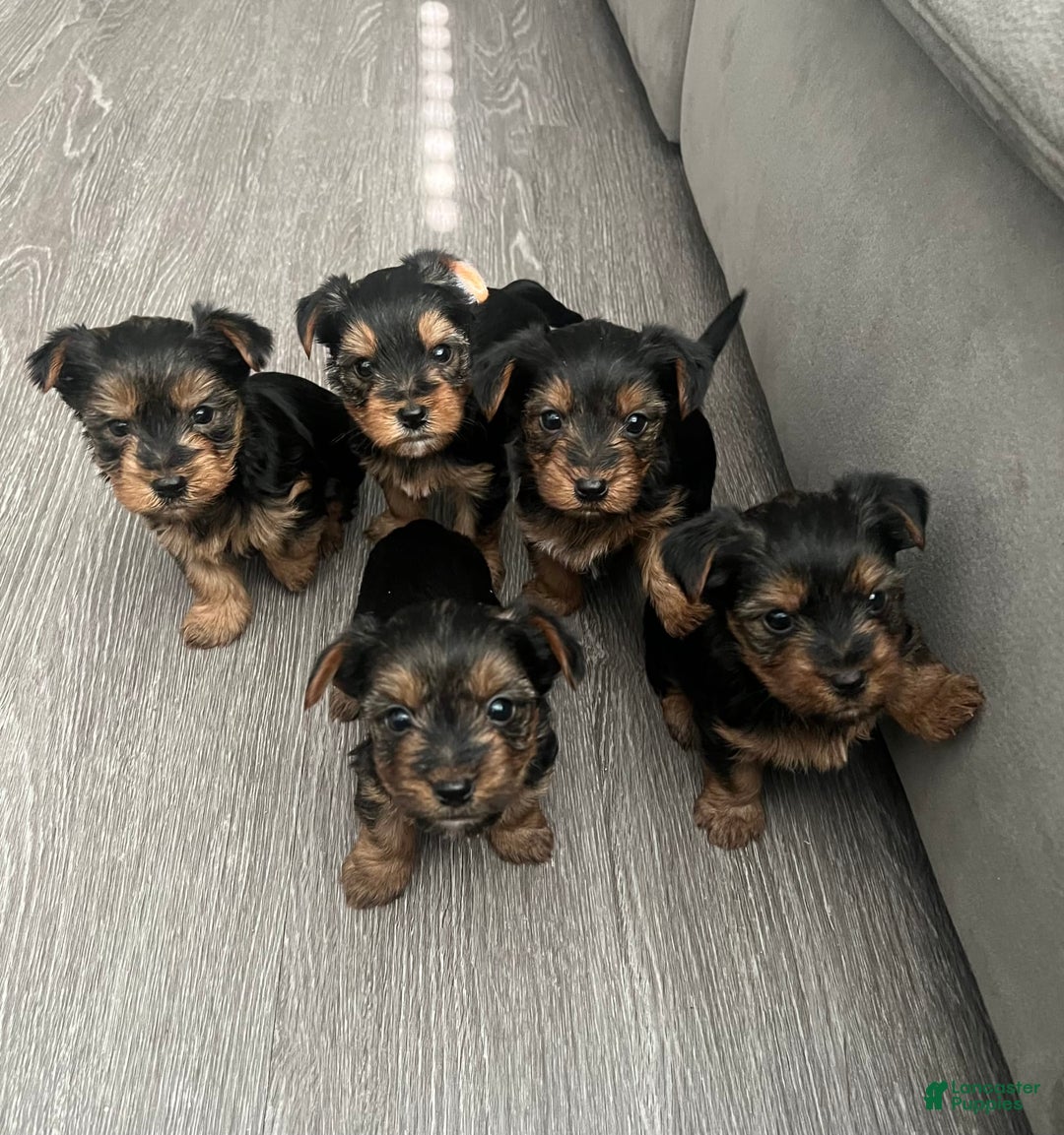 Gallery Image {{count}}