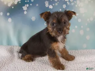 Yorkshire Terrier dogs Kollin - Ad 17