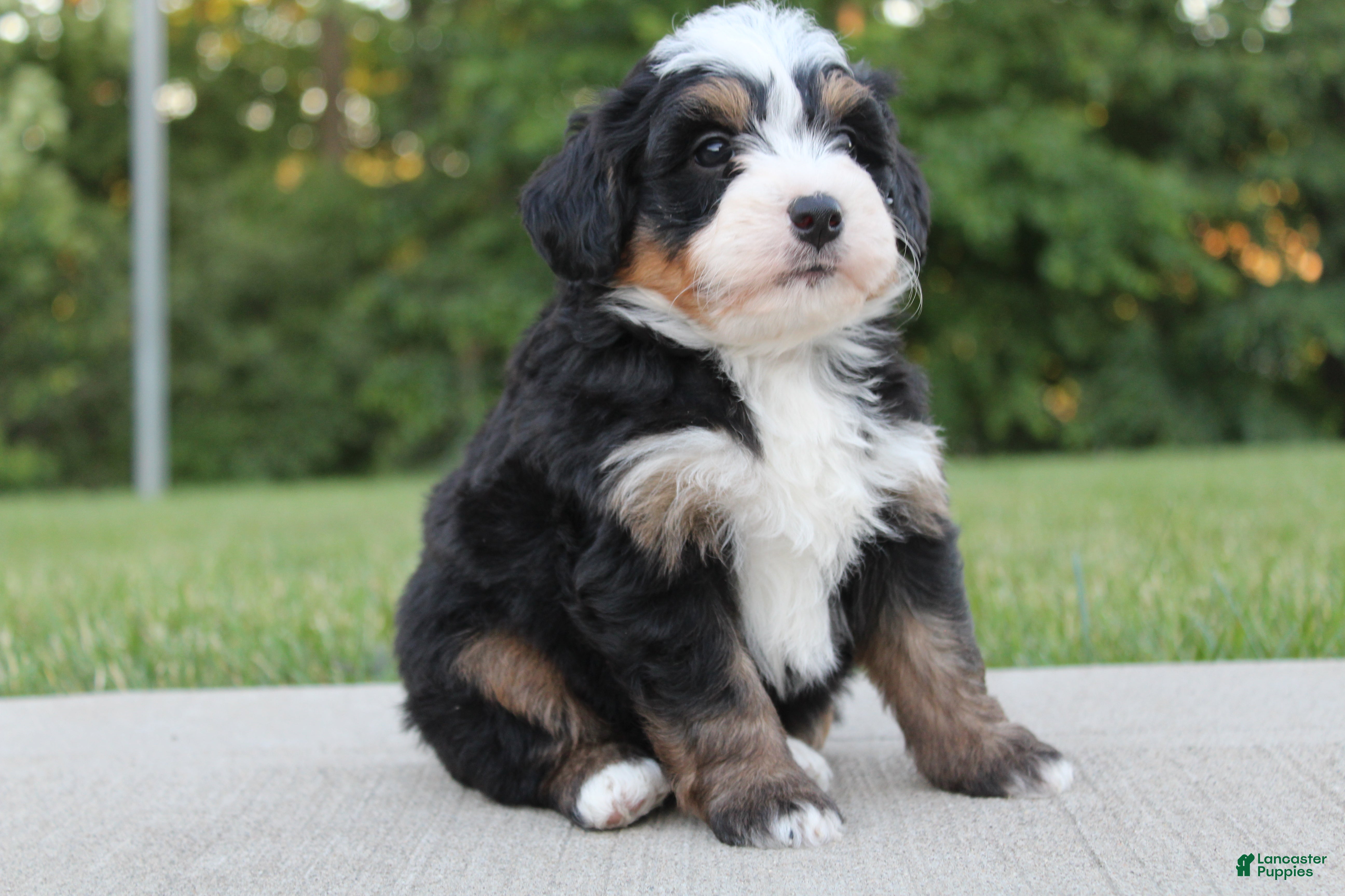 Mini Bernedoodle dogs Oden - Ad 2