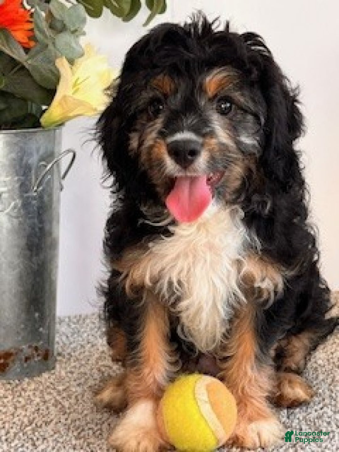 Cavapoo dogs for sale: Alvin - Ad 5