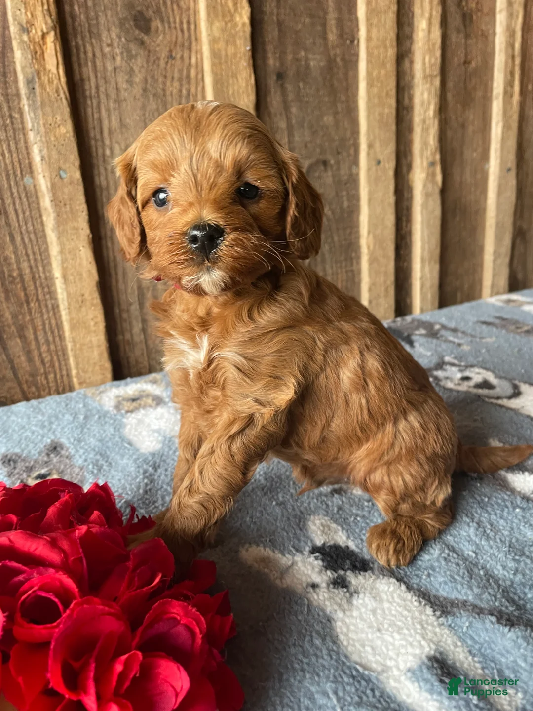 Cavapoo dogs for sale: Theodore - Ad 1