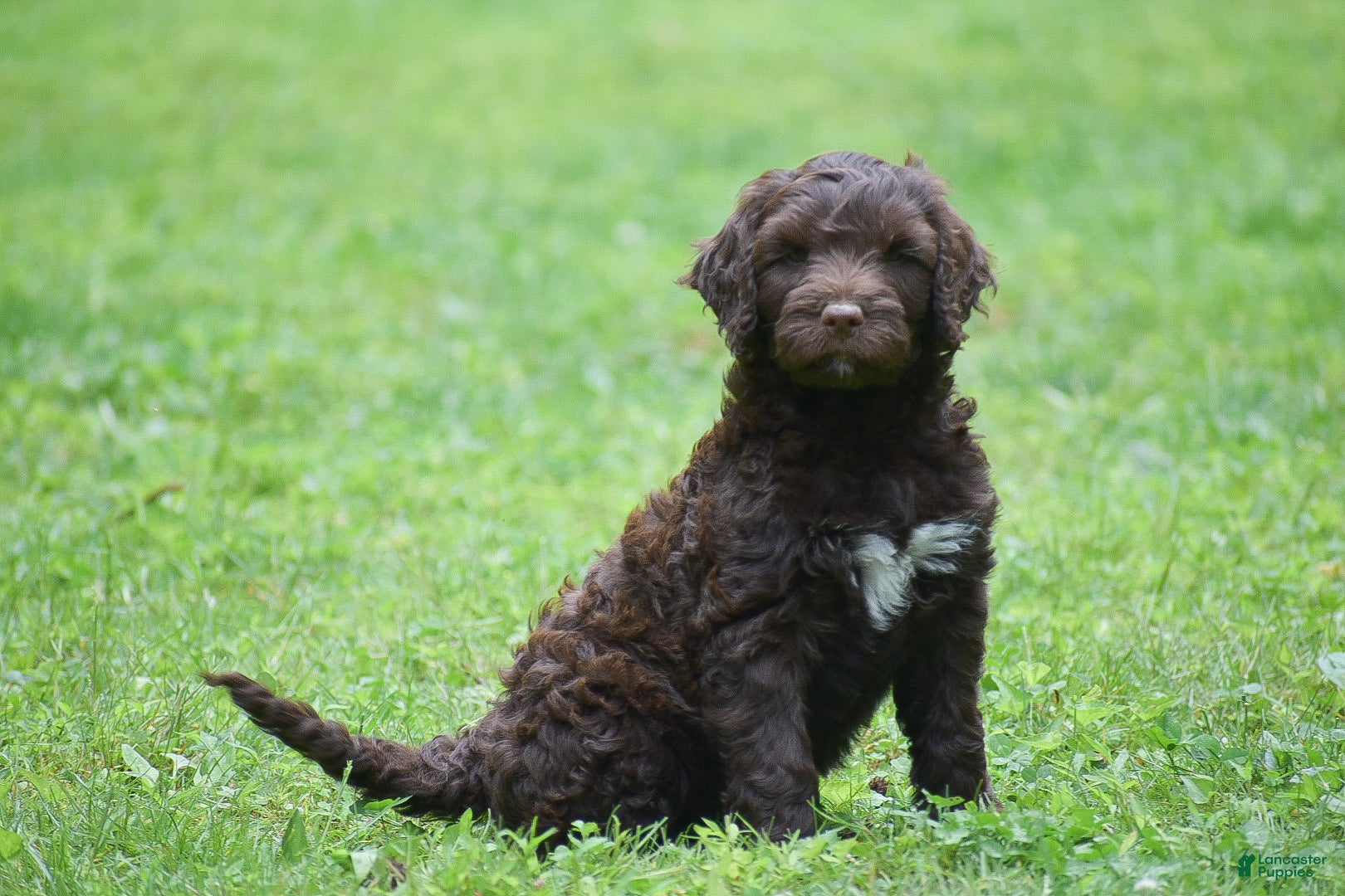 Portuguese Water Dog dogs Madelyn - Ad 1