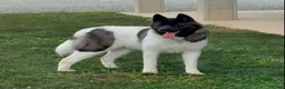 Akita dogs for sale: Akita 1 - Ad 1