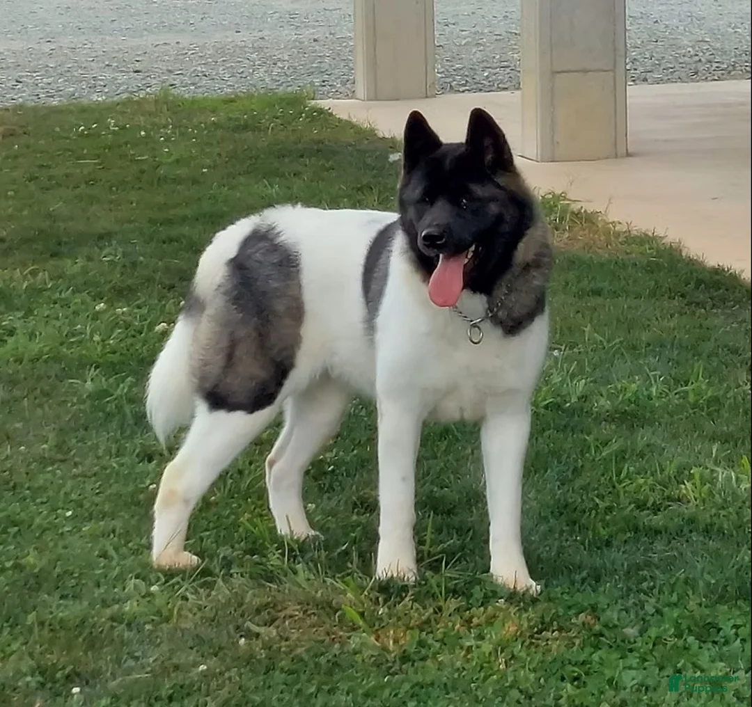 Akita dogs for sale: Akita 1 - Ad 1