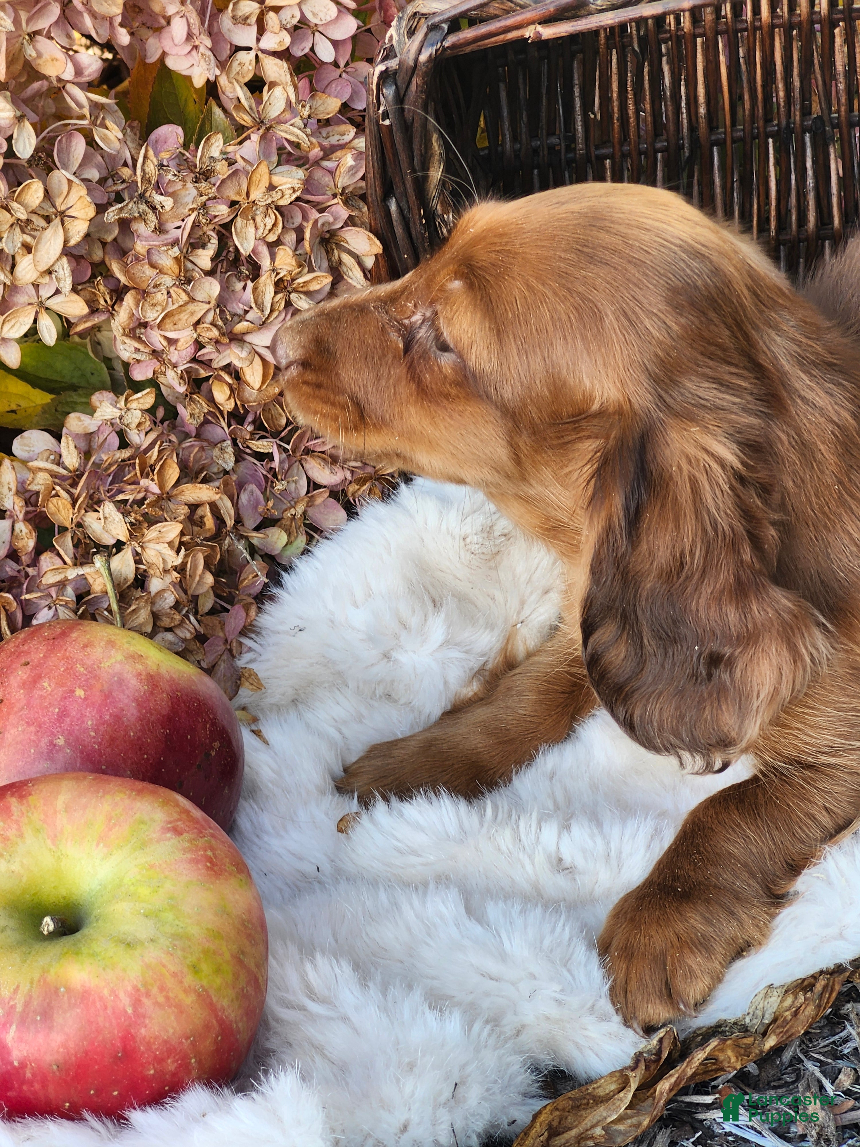 Miniature Dachshund dogs for sale: Rusty  - Ad 2