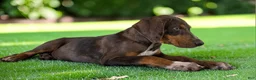 Catahoula Leopard Dog dogs for sale: Gypsie 2026 Female 1 - Ad 15