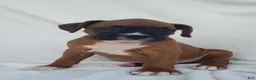 Boxer dogs for sale: Sarge - Ad 3