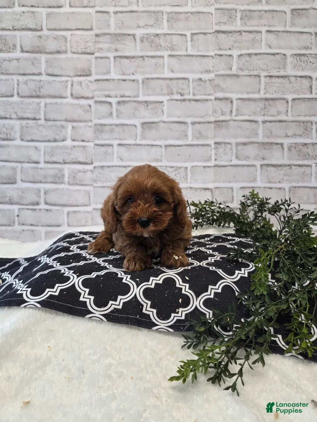 Cavapoo dogs for sale: Rainbow  - Ad 2