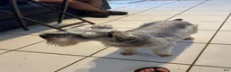 Miniature Schnauzer dogs for sale: Miniature Schnauzer 2 - Ad 7