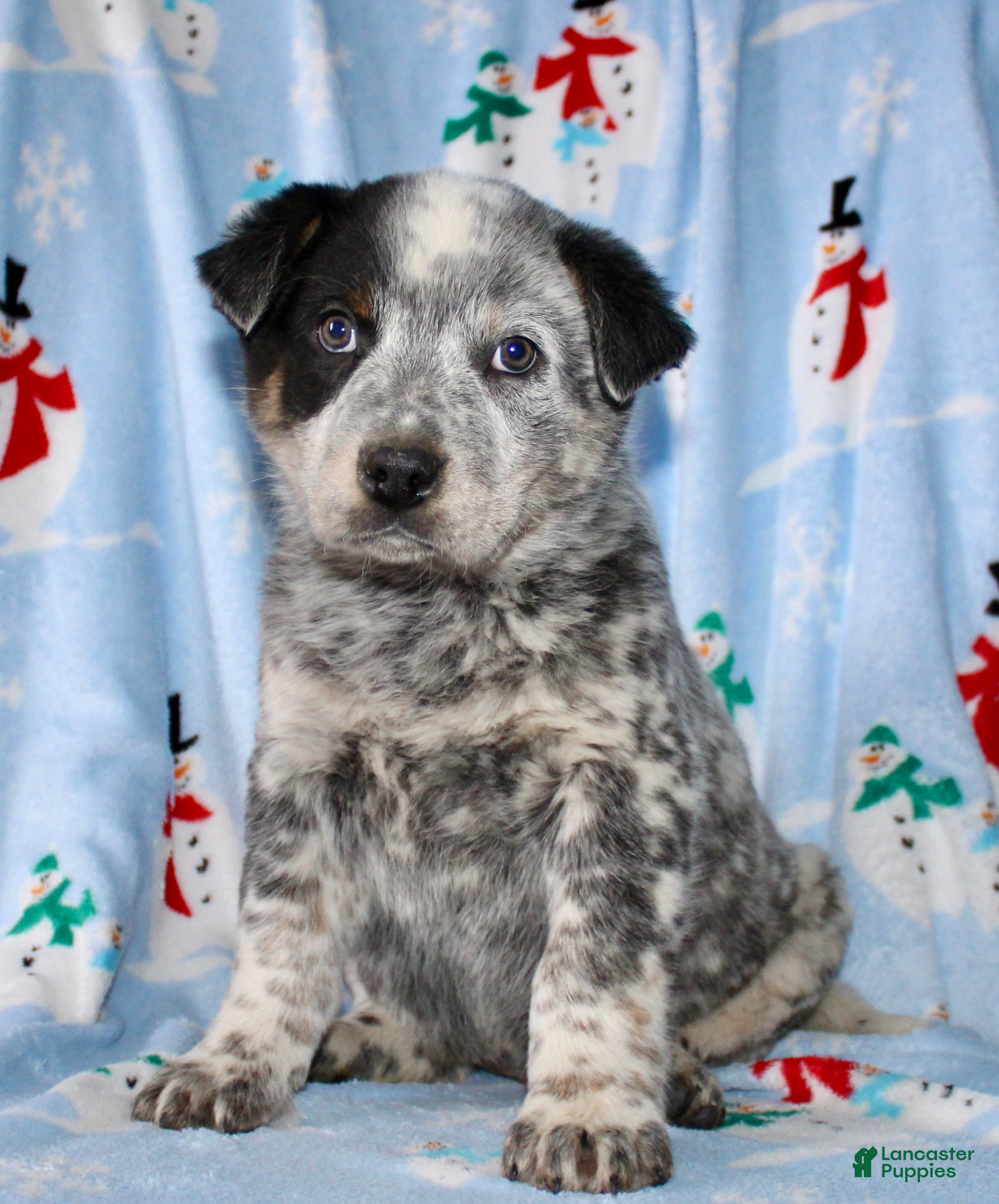 Australian Cattle Dog dogs Rusty - Ad 41