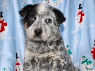 Australian Cattle Dog dogs Rusty - Ad 5