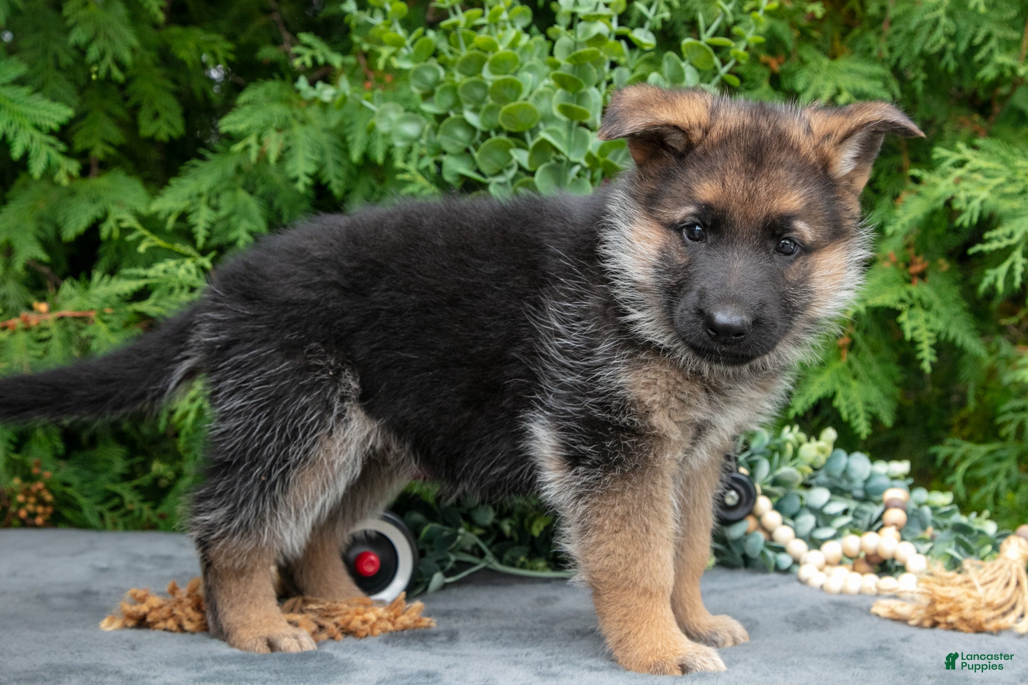 German Shepherd dogs Vox - Ad 2