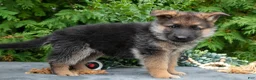 German Shepherd dogs for sale: Vox - Ad 2