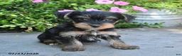 Yorkshire Terrier dogs for sale: Luna - Ad 5