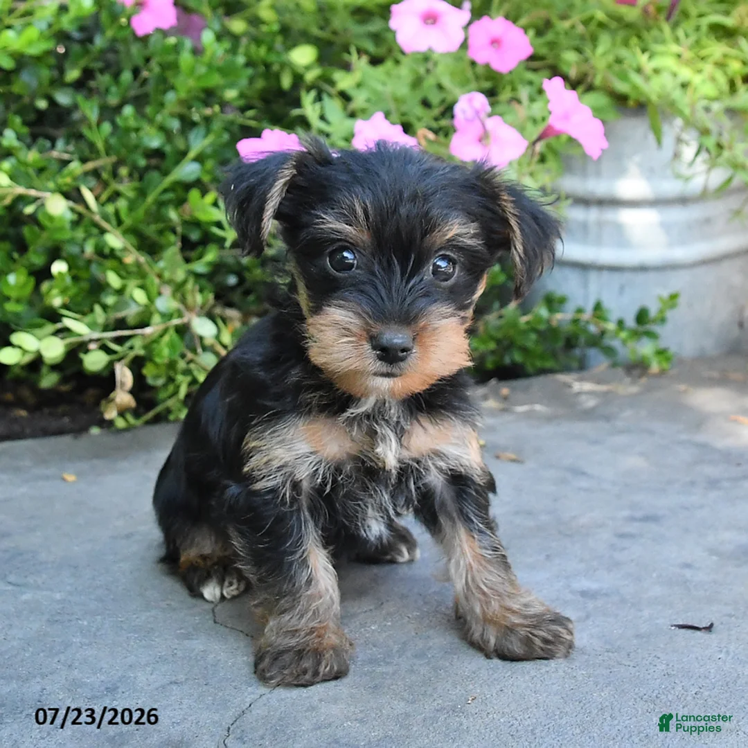Yorkshire Terrier dogs for sale: Luna - Ad 5