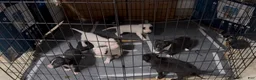 Mixed Breed dogs for sale: Mixed Breed Puppy 3 - Ad 1