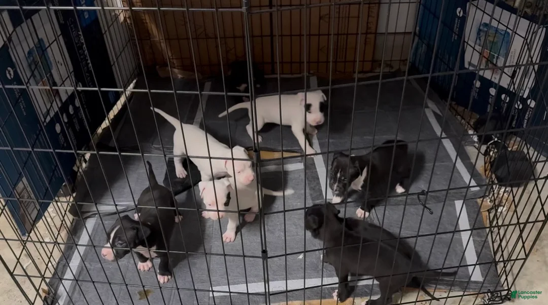 Mixed Breed dogs for sale: Mixed Breed Puppy 3 - Ad 1