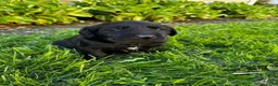 Labrador Retriever dogs for sale: Phillipe - Ad 17
