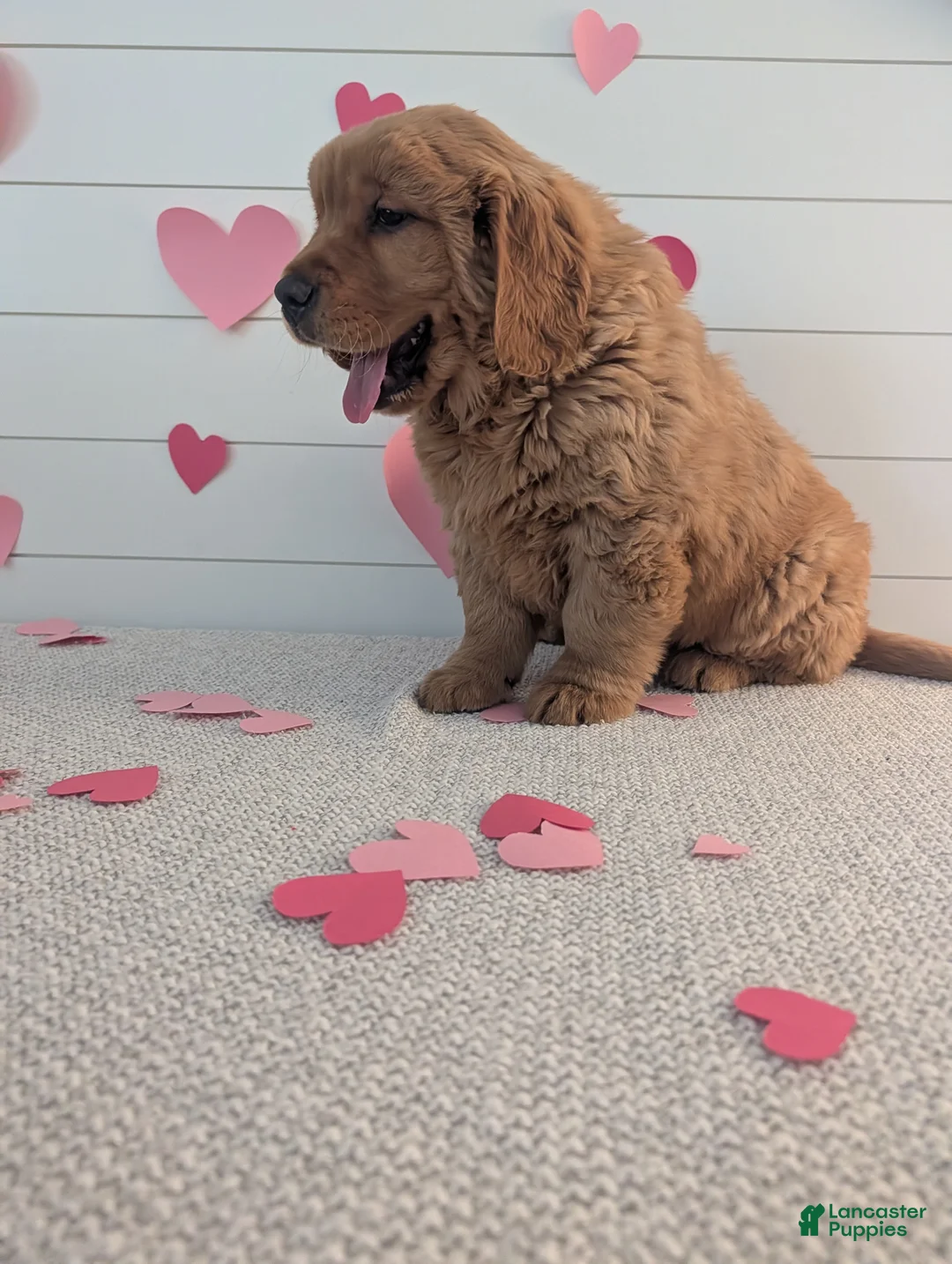 Golden Retriever dogs for sale: Duke  - Ad 15