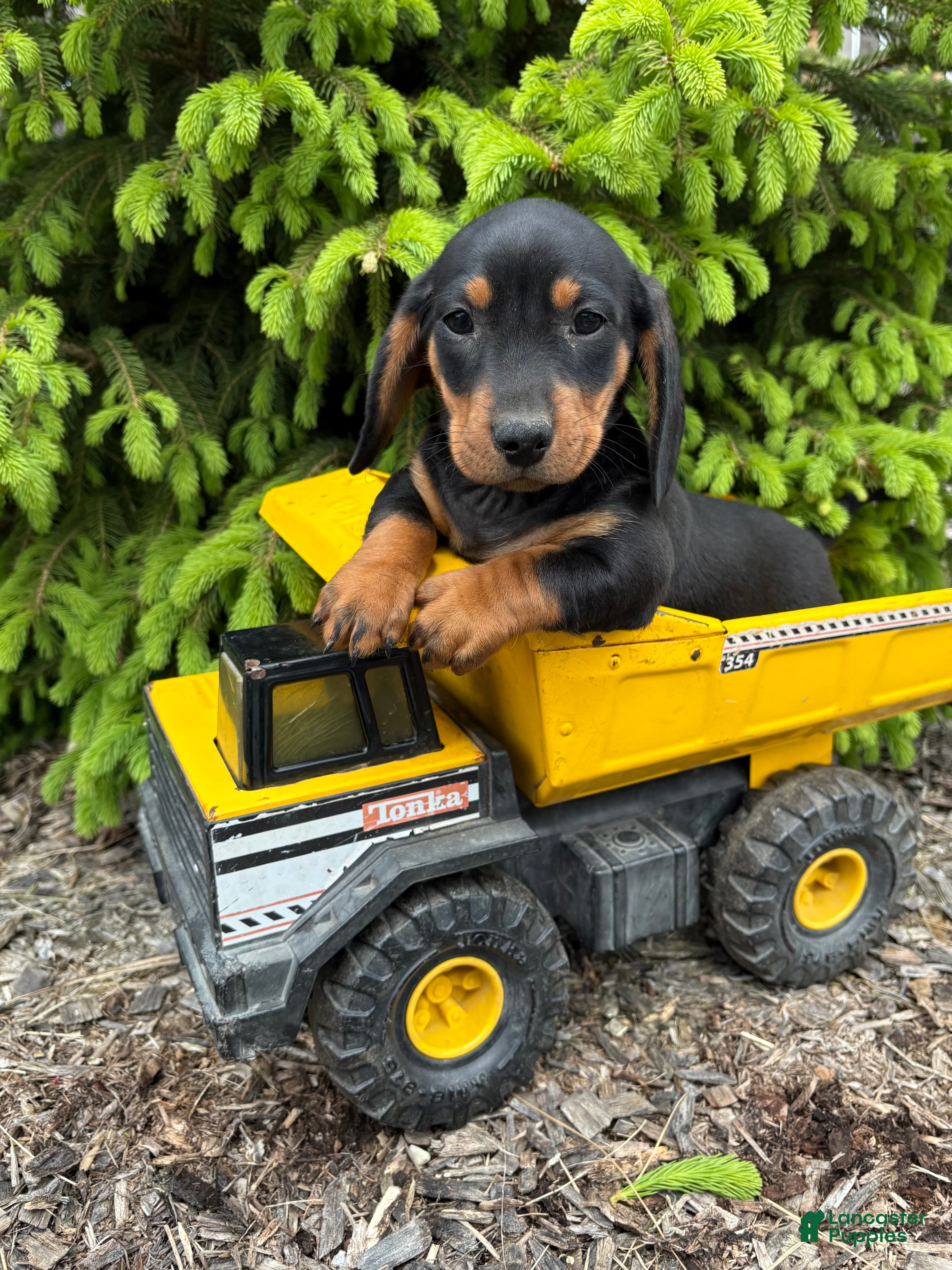 Miniature Dachshund dogs Hiram - Ad 1