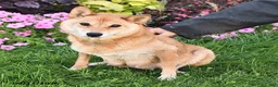 Shiba Inu dogs for sale: Kathyn - Ad 4