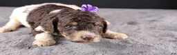 Standard Poodle dogs for sale: Loretta L - Ad 5