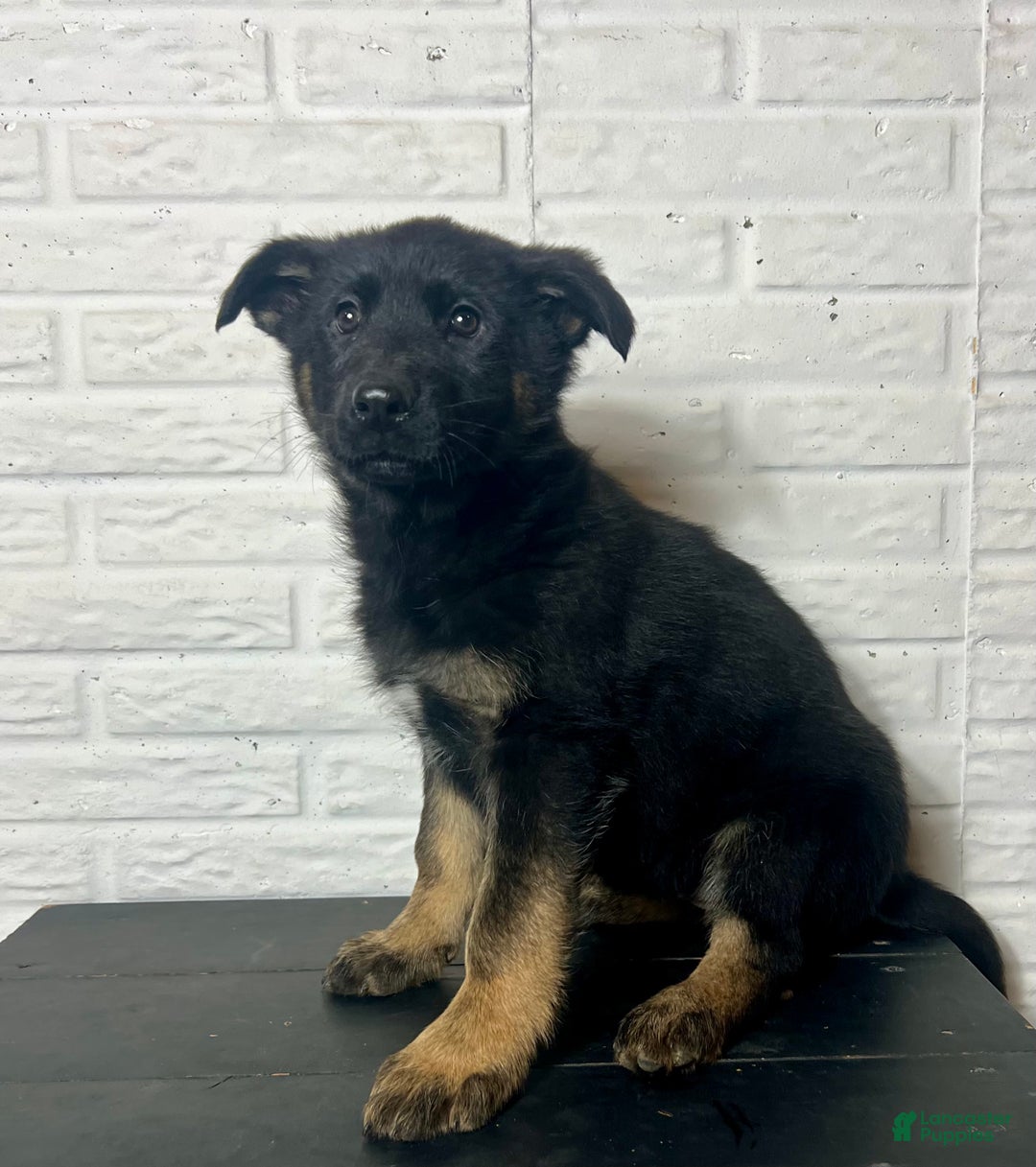 German Shepherd dogs for sale: Daisy - Ad 5