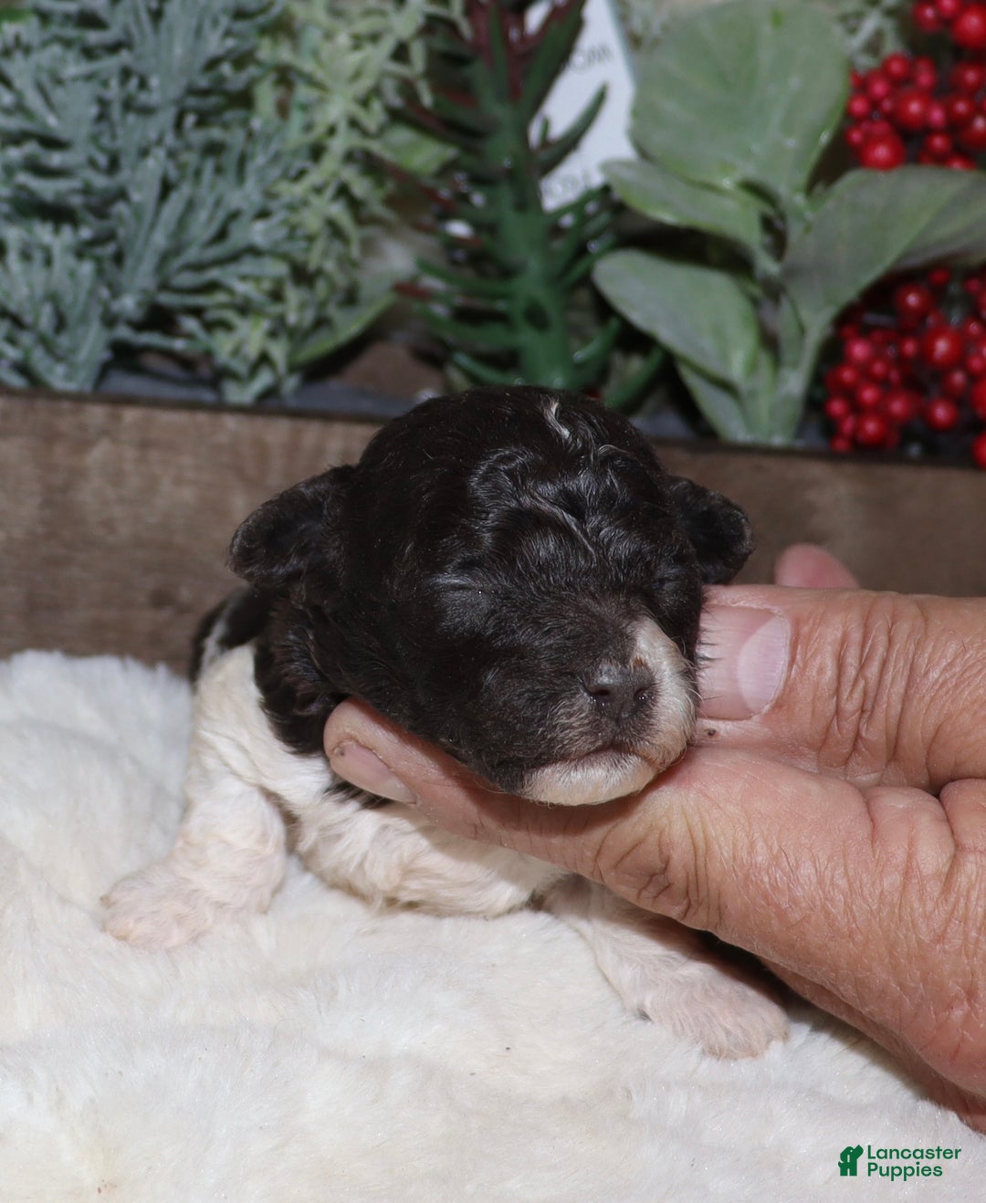 Toy Poodle dogs for sale: Chad - Ad 2