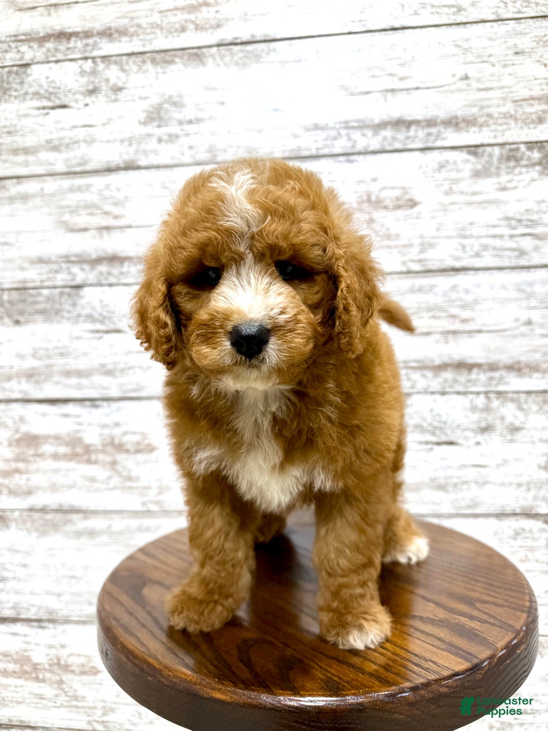 Mini Goldendoodle dogs for sale: Hunter - Ad 11