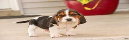 Basset Hound dogs for sale: Murphy - Ad 5