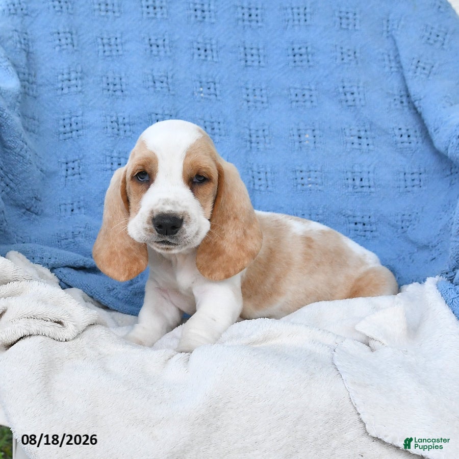Basset Hound dogs Clem  - Ad 1